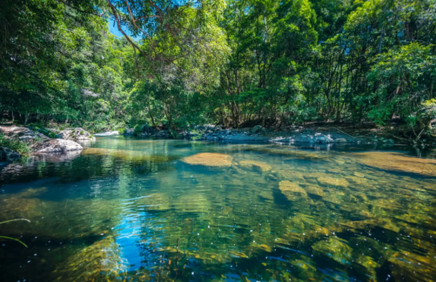 Never Never Creek, running clear through the rainforest
